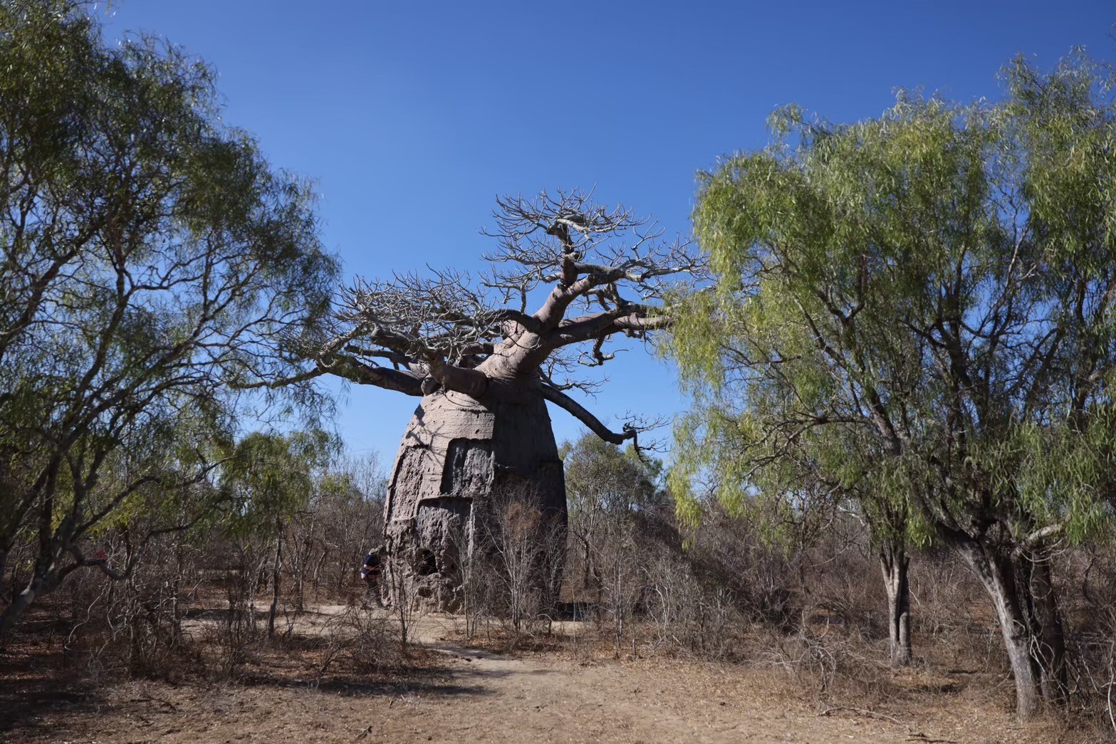 Information about El Miguelete
